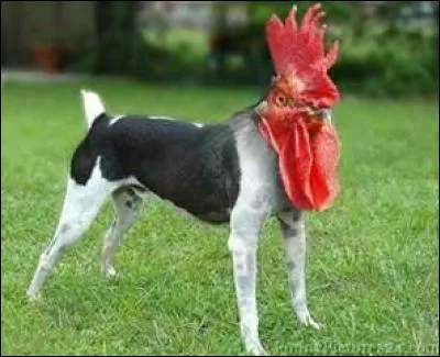 Quel animal a un bec de canard, une queue de castor, des pieds palmés de loutre, des ergots de coq, des griffes de reptile, du venin de serpent et pond des ufs de tortue ?