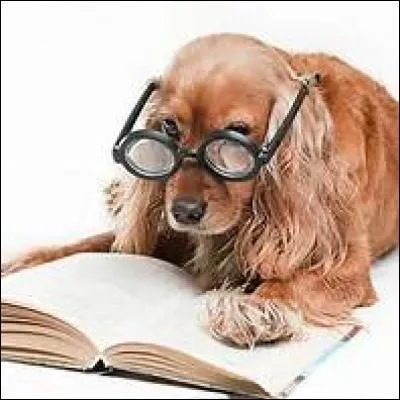 Quel est l'animal le plus intelligent ?