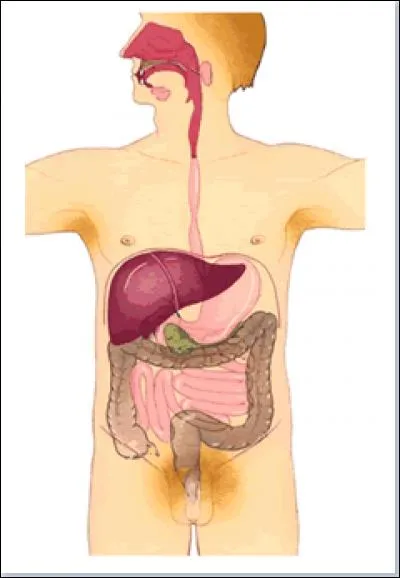 O&ugrave; se rend la nourriture, apr&egrave;s avoir &eacute;t&eacute; aval&eacute;e, pour atteindre l'estomac ?