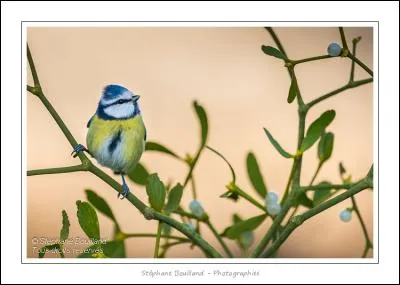 La mésange, qui raffole des graines du gui, interfère avec le mécanisme de propagation de cette plante parasite et le limite. Pourquoi ?