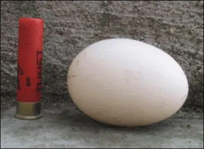 À quelle poule de race française appartient cet œuf à coquille blanche ?