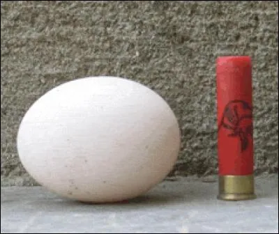 À quelle poule de race française appartient cet œuf à coquille blanche ?