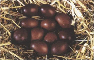 Cet œuf très foncé (extra roux) appartient à la poule :