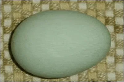 Aussi bizarre que cela puisse paraître, cet œuf possède une coquille bleue émeraude. Quelle est cette poule de race étrangère ?