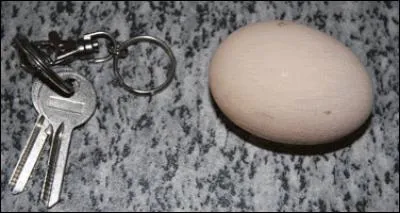 À quelle poule de race étrangère appartient cet œuf à coquille brun clair ?