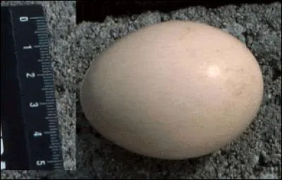 La poule de race étrangère ayant pondu cet œuf à coquille légèrement teintée de brun vous souhaite de joyeuses Pâques. Vous allez remercier la :