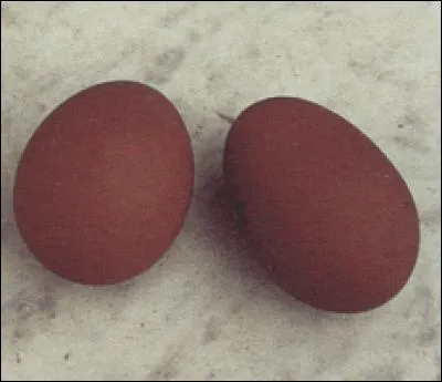 Et pour finir, sa coquille est d'un rouge intense, la poule est de race étrangère, il s'agit de la :