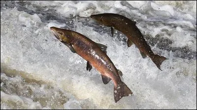 Les poissons d'élevage contiennent-ils autant d'oméga 3 que les poissons sauvages ?