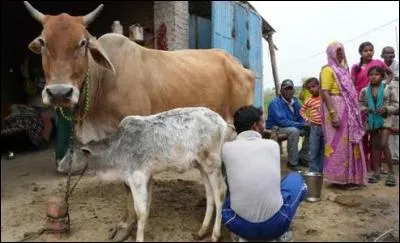 Dans quelle religion la viande de bovins est-elle prohibée ?
