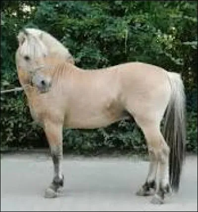Quelle est la race de ce cheval ?