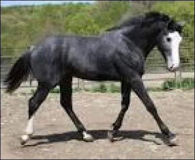 Quelle est la race de ce cheval ?