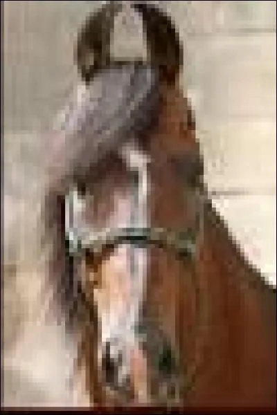 Quelle est la race de ce cheval ?