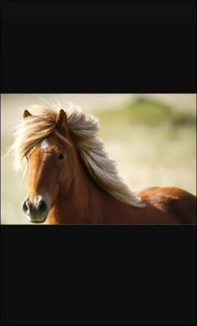 Quelles sont les 5 allures du cheval islandais ?