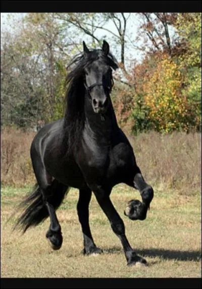 Quelle est la race ce cheval ?