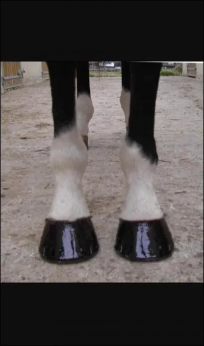 Comment s'appelle les marques blanches ou noires sur les membres du cheval ?