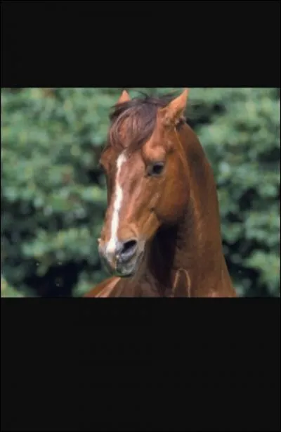 Quelle est l'humeur du cheval quand ses oreilles sont en arrière ?