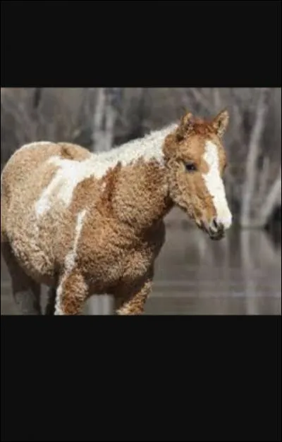 Quelle est cette race ?