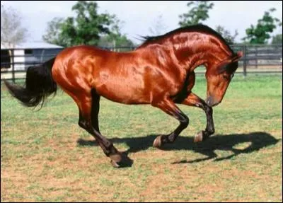 Quelle est la robe de ce cheval ?