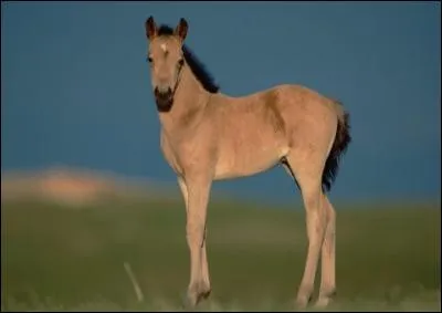 Comment s'appelle le bébé du cheval ?