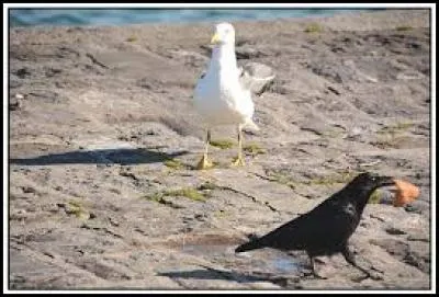 Tippi Hedren et Rod Taylor, dans un film que l'on ne présente plus !