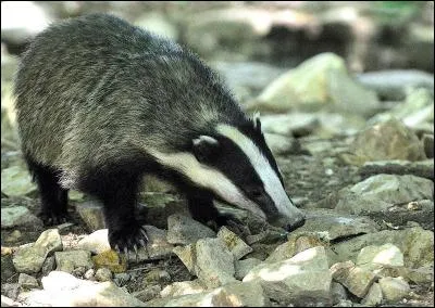 Cette fois, c'est Louis de Funes que vous retrouvez dans le rôle principal !