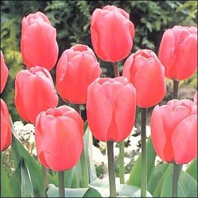 Retrouvez Gérard Philipe dans ce film !