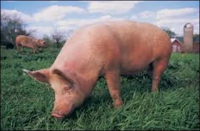 Deux comédiens tiennent la vedette dans ce film, Jean Gabin et Bourvil !