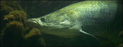 Quel est cet animal ?