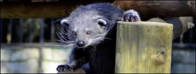 Quel est cet animal ?