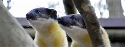 Quel est cet animal ?