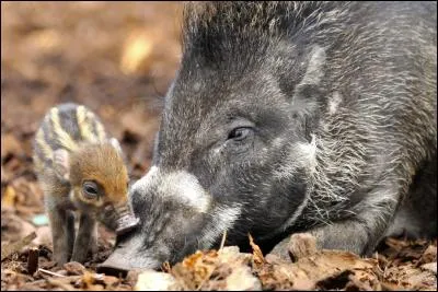 Quel est cet animal ?