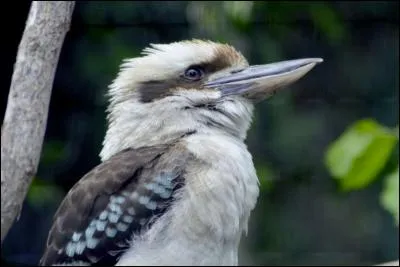 Quel est cet animal ?