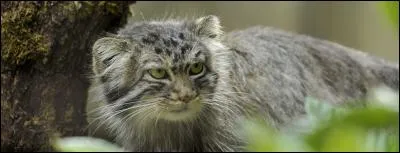 Quel est cet animal ?