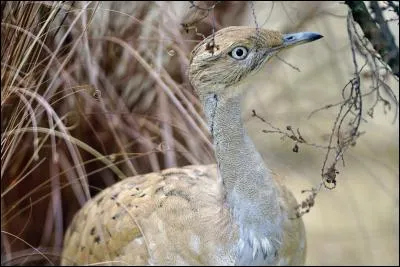 Quel est cet animal ?