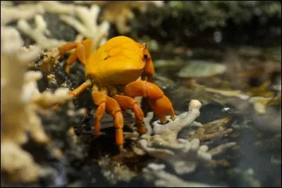 Quel est cet animal ?