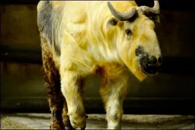 Quel est cet animal ?