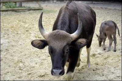 Quel est cet animal ?