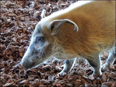 Quel est cet animal ?