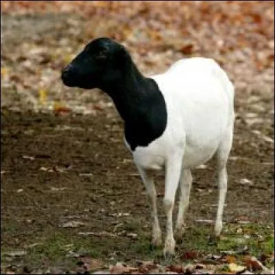 Quel est cet animal ?