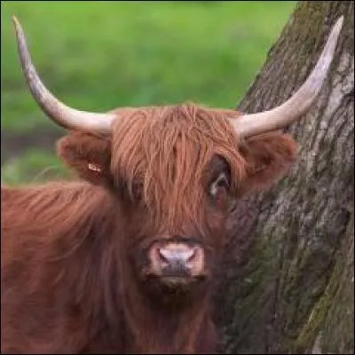 Quel est cet animal ?