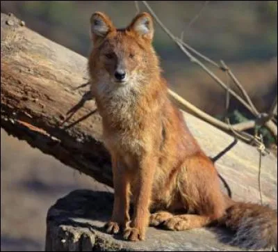 Quel est cet animal ?