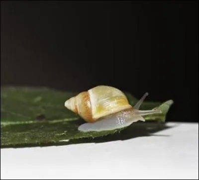 Quel est cet animal ?