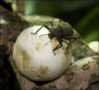Quel est cet animal ?