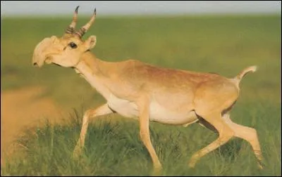 Quel est cet animal ?