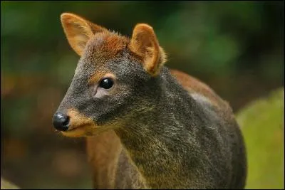 Quel est cet animal ?