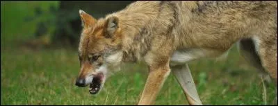 Quel est cet animal ?