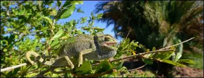 Quel est cet animal ?