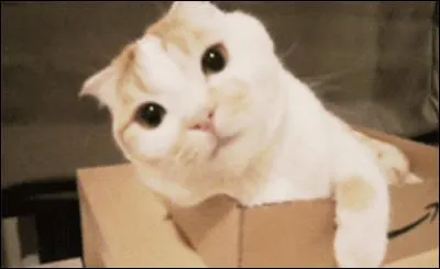 Penchez-vous (la tête ! ) à droite ou à gauche, lorsque vous embrassez ?