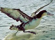 Quiz Vrai ou faux (7) - l'albatros