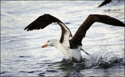 En 2004, une étude a montré que l'albatros le plus rapide a parcouru 22 545 kilomètres en seulement 46 jours sans se reposer une seule fois.